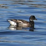 Brant